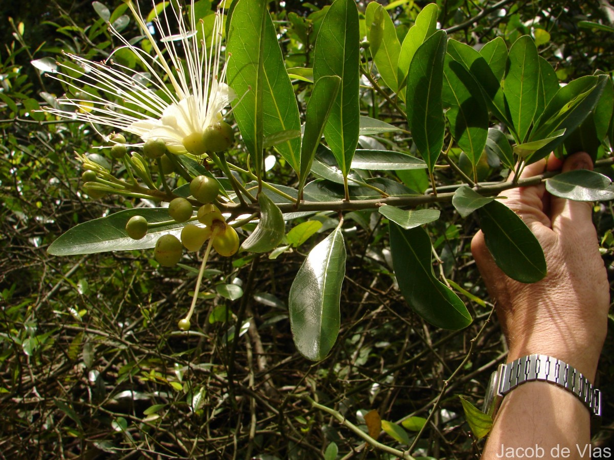 Capparis roxburghii DC.